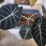 Alocasia reginula पत्ता