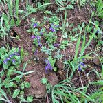 Scutellaria tuberosa Hábito