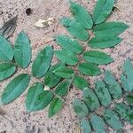 Distemonanthus benthamianus Lapas