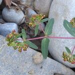 Euphorbia nutans Habitus