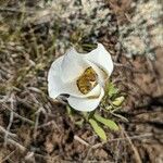 Calochortus gunnisonii Λουλούδι