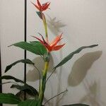 Strelitzia reginaeFloare