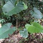 Alocasia macrorrhizosপাতা