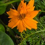 Coreopsis auriculata Kvet