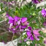 Polygala myrtifoliaÇiçek