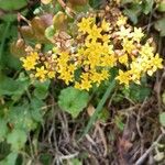 Aichryson divaricatum Flor