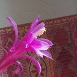 Aporocactus flagelliformis Kwiat