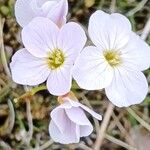 Cardamine plumieri Fula