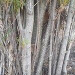 Salix chilensis Bark