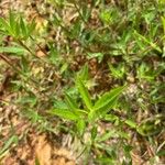 Stylosanthes guianensis Leaf