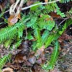 Blechnum spicant ഇല