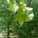 Ginkgo biloba Blad