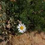 Argyranthemum haouarytheum Квітка