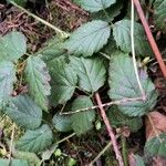 Rubus ursinus 葉