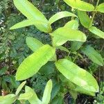 Eucryphia cordifolia Máis