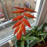 Tillandsia dyeriana Flor