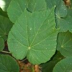 Dombeya tiliacea Leaf