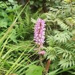 Francoa appendiculata Λουλούδι