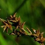 Carex elongata Lorea