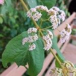 Callicarpa pedunculata Flower