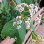 Callicarpa pedunculata 花