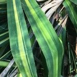 Yucca flaccida Leaf