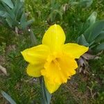Narcissus pseudonarcissus Virág