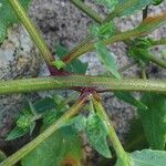 Atriplex laciniata Koor