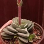 Crassula mesembrianthemopsis Blad