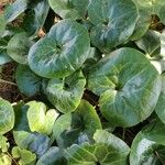 Asarum europaeum Leaf