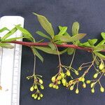 Berberis karnaliensis