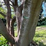 Erythrina coralloides 樹皮