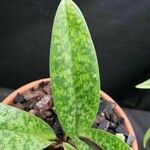 Paphiopedilum barbatum Hoja
