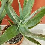 Aloe globuligemma पत्ता
