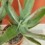 Aloe globuligemma Folha