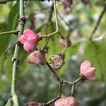 Euonymus oxyphyllus Plod