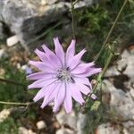 Lactuca perennisFlower