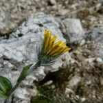 Hieracium villosum Habit
