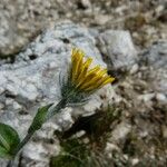 Hieracium villosum Habitat