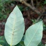 Savia dictyocarpa برگ