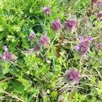 Lamium purpureumFlower