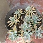 Dudleya greenei 叶