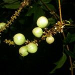 Paullinia pinnata Плід