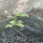 Dacrycarpus dacrydioides Leaf