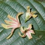Dipterocarpus indicus