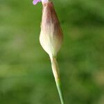 Petrorhagia velutina फूल