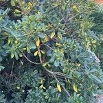 Pittosporum heterophyllumBlad