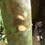 Dialium bipindense Rinde