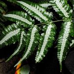 Pteris quadriaurita 葉