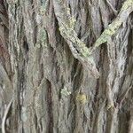 Callistemon viminalis Bark